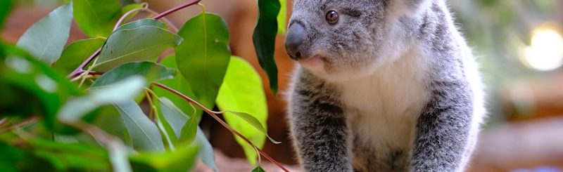 A koala sitting on a branch of a tree