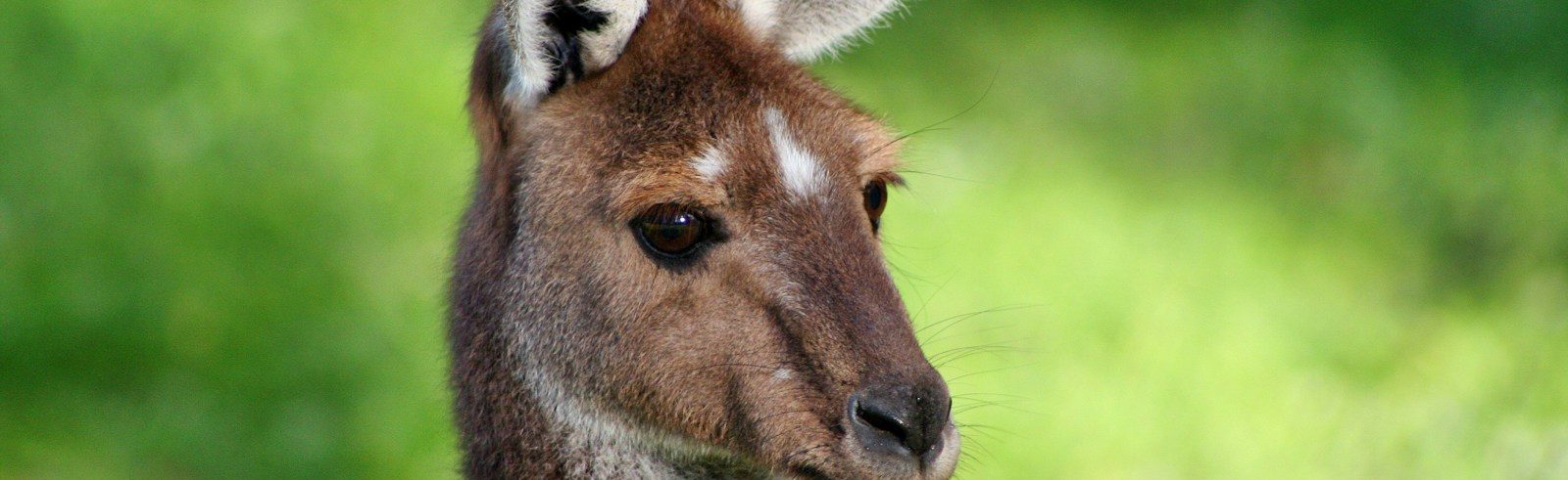 Kangaroo photo