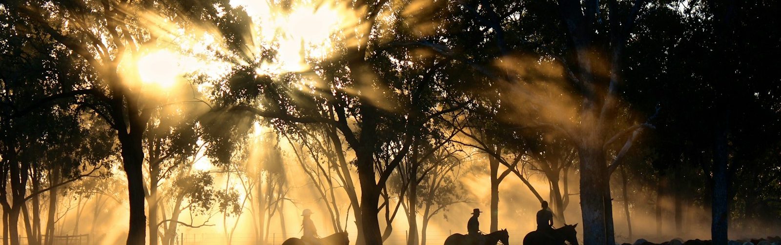 silhouette photography of horse riders on trees