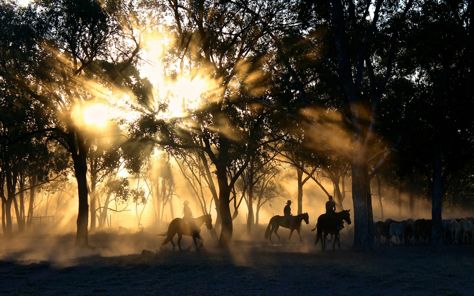 Photo by Tobias Keller silhouette photography of horse riders on trees
