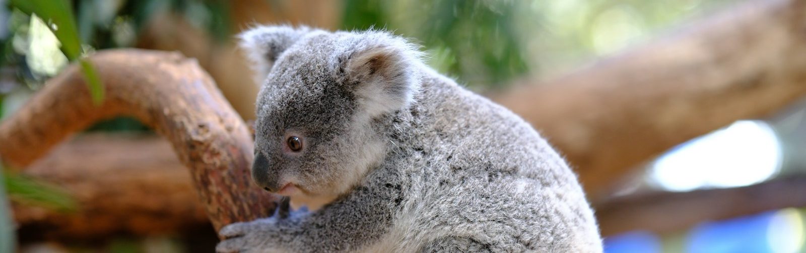 A koala sitting on a branch in a tree