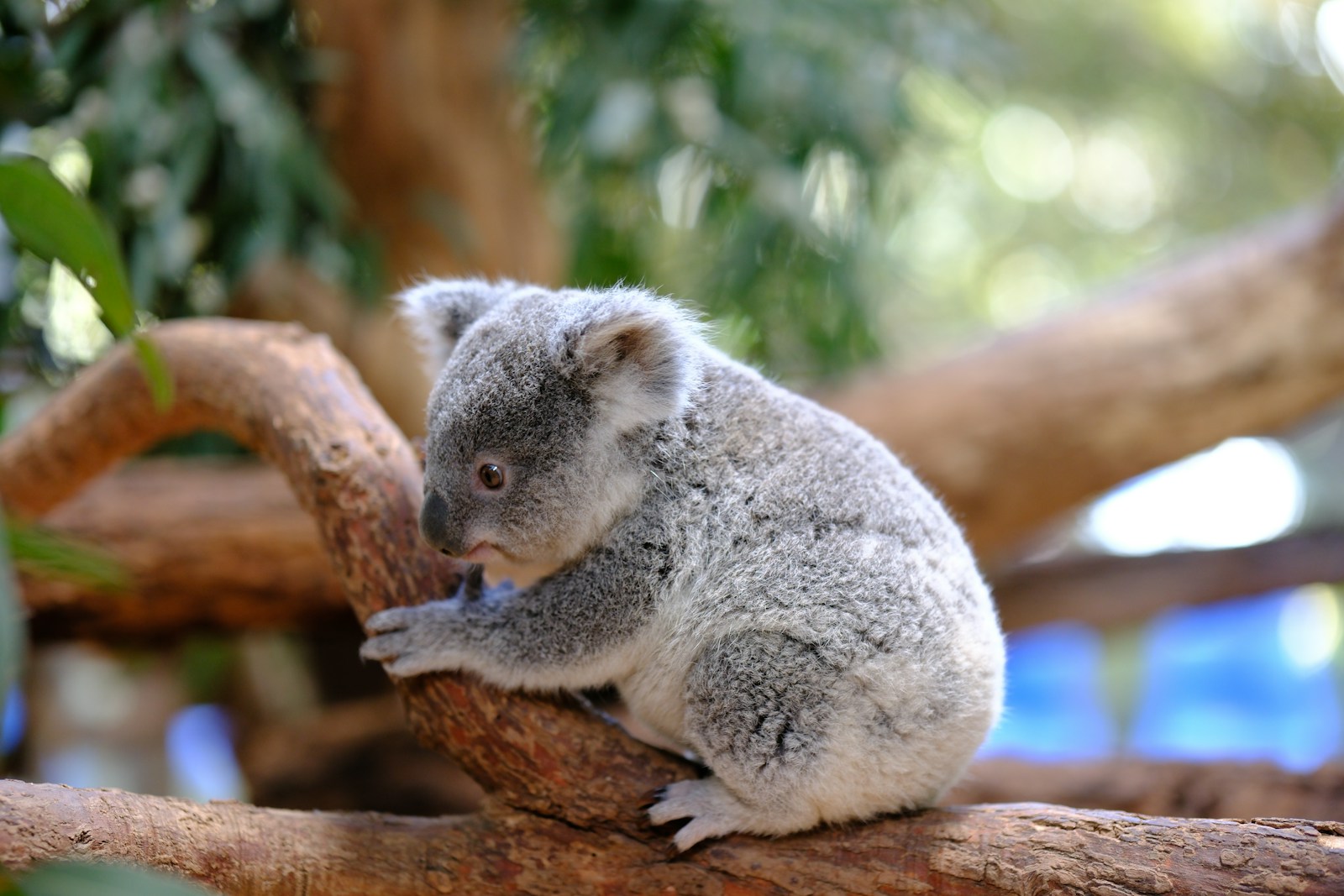 Photo by Simone Dinoia A koala sitting on a branch in a tree